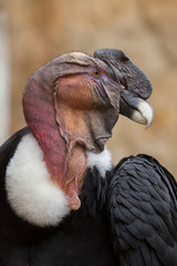 Fototapeta premium Kondor andyjski (Vultur gryphus).