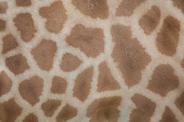 Kordofan giraffe (Giraffa camelopardalis antiquorum). Skin textu