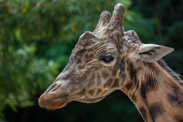 Naklejka na ściany i meble Kordofan giraffe (Giraffa camelopardalis antiquorum)