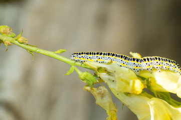 black and yellow caterpillar resting on yellow flower