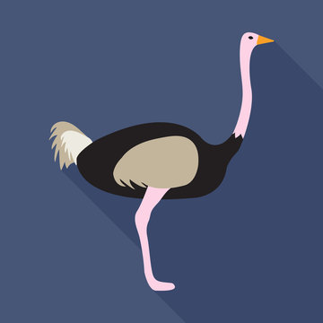 Ostrich flat icon on isolated transparent background.	