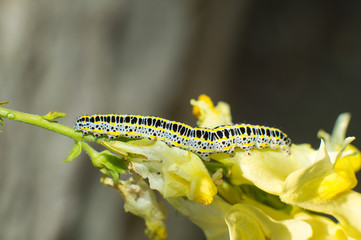 black and yellow caterpillar resting on yellow flower