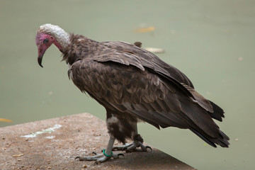 Hooded vulture (Necrosyrtes monachus).