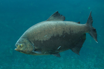 Tambaqui (Colossoma macropomum).