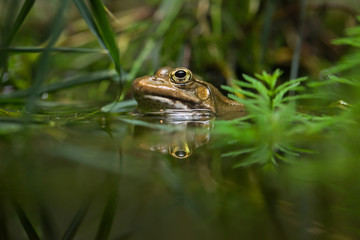 Marsh frog (Pelophylax ridibundus).