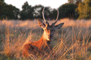 Fototapeta premium Young shy reindeer with antlers hiding in the grass at sunset.