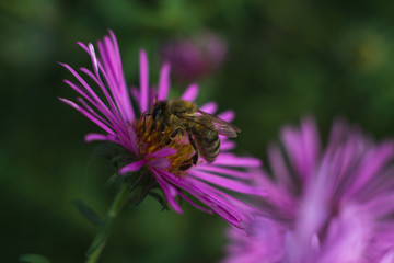 Bee in a lavender flower