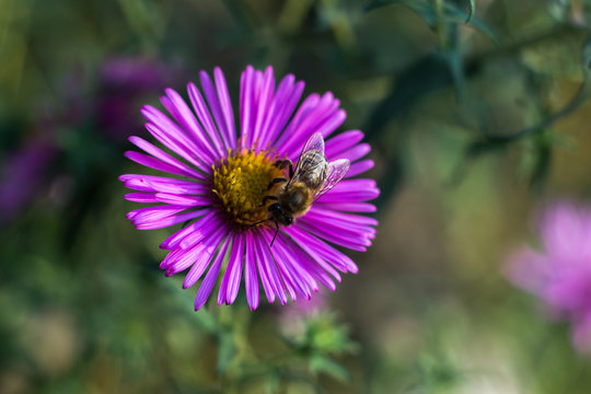 Bee in a lavender flower