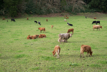Herd of cows grazing on pasture, Azores