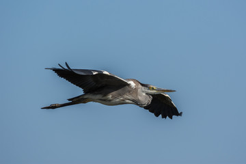Grey Heron (Ardea Cinerea) in flight