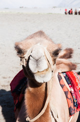 Camel tour face closeup happy