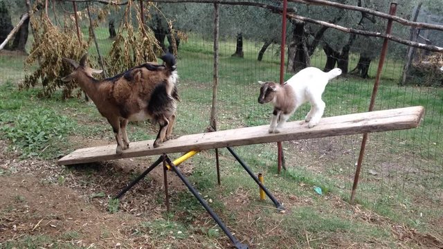 Capre fanno agility goat sulla tavola di legno