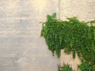 Texture brick wall, background, detailed pattern covered in ivy