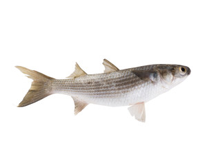Striped mullet (Mugil cephalus) isolated on white background