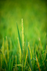 green rice close up with blur background