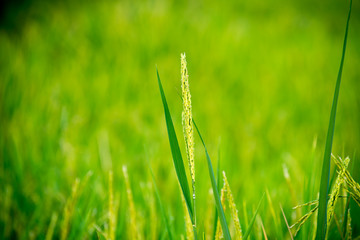 green rice close up with blur background