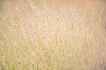 Flowers grass blurred bokeh background vintage