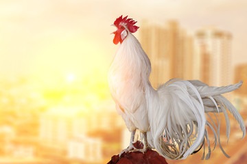 White Rooster chicken cockcrow on morning © sakepaint