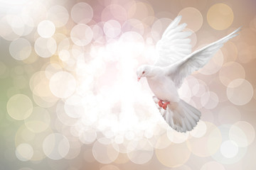 White Dove on vintage Bokeh