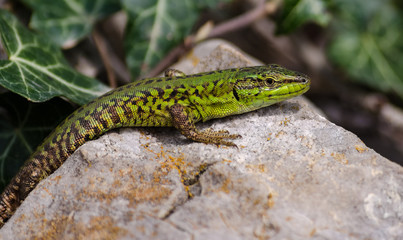 Green Lizard close up.