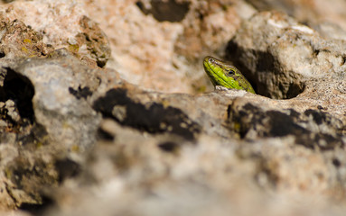 Green Lizard close up.