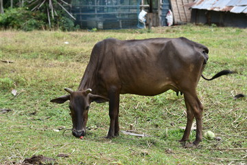 Curious cow eating grass at the field.