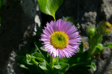 Aster Alpinus , or Alpine Aster, or Blue Alpine Daisy, or Rock Aster