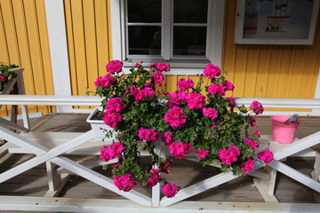 Fototapeta na wymiar Flowers at the yellow house,Skokloster,Sweden