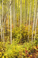 Autumn Colors in a Colorado Fores