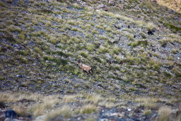 Wild Central-Asian ibex grazing in the Tien Shan mountains,
