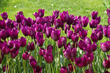flowerbed with purple tulips in the park