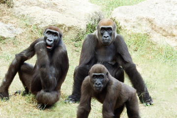 family orangutans at noon