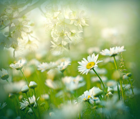 Flowering daisy flower in meadow - beautiful nature in spring