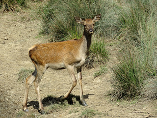 Deer