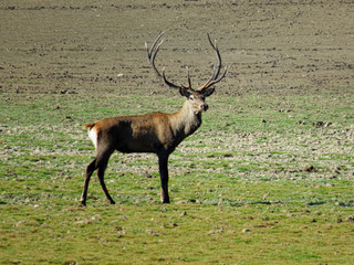 Deer