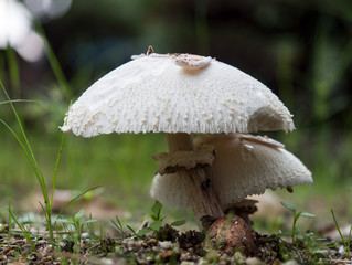 齧られたオオシロカラカサタケ