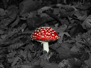 Red toxic mushroom