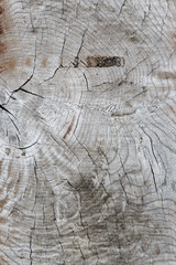 ancien conseil. la texture du bois