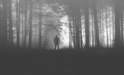 Spatziergang im Wald mit Nebel