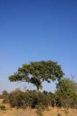 Trees, African Trees
