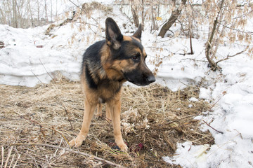 German shepherd dog is guarding an important object