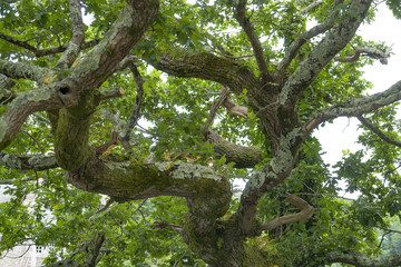Fototapeta na wymiar old oak detail