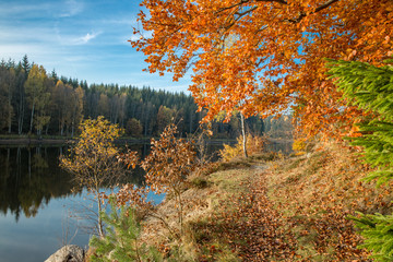 Obraz premium Herbstfärbung am Frankenteich im Südharz