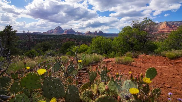 MoCo Tracking Time Lapse of Cactus Flowers at Hilltop in Sedona, Arizona 