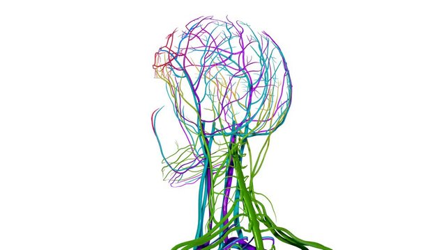 3d illustration human body nerves system