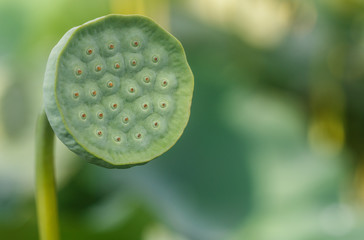 Fresh lotus seeds, green pod. Selective focus