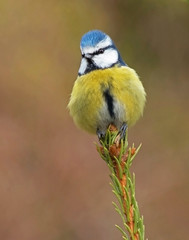 Blue tit