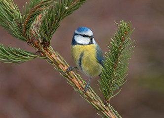 Blue tits
