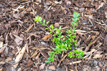 Rindenmulch / Rindenmulch und eine grüne Pflanze