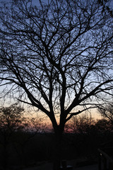 Fototapeta na wymiar Trees, African Trees